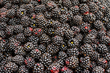 Background of fresh blackberries. View from above. A lot of ripe juicy wild fruit berries.