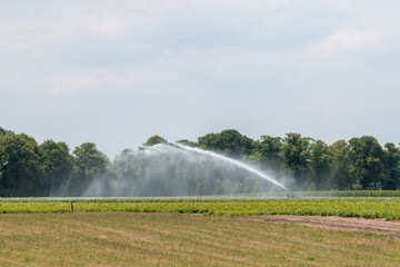 Irrigating lily field in summer during drought
