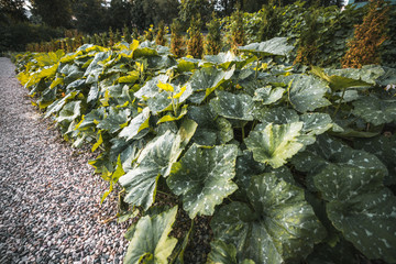 Wide-angle view of a long narrow seedbed with bushes of squashes, zucchini, and pumpkins: big leaves, multiple ovaries and flowers, no vegetables; early summer, chippings on the left