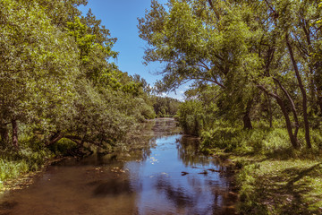 Fototapeta na wymiar Small River / Stream with Trees Hanging over the Water and Blue Skies