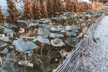 Long seedbed with bushes of unripe squashes, zucchini, and pumpkins: big leaves, multiple seed-buds and flowers, no vegetables; early summer, chippings on the right, wooden wattle hedge