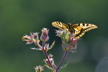papillon