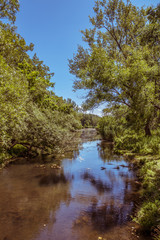 Fototapeta na wymiar Small River / Stream with Trees Hanging over the Water and Blue Skies