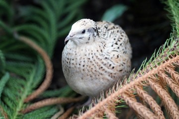 Wachtel (Coturnix coturnix)