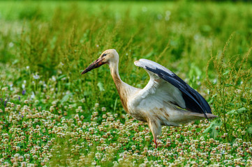 stork flapping wings on the grass