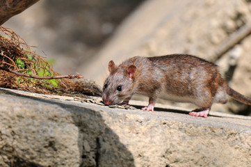 rat
