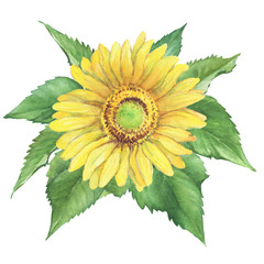 Yellow flower of agriculture plant sunflower (also known as Helianthus annuus). Watercolor hand drawn painting illustration isolated on a white background