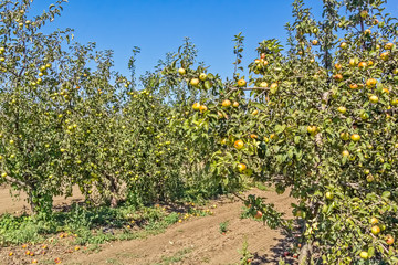 Fototapeta na wymiar Apple orchard with apple harvest