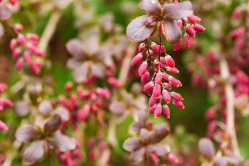 Barberry or Berberis vulgaris branch with berries