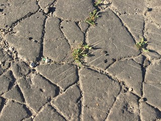 Fototapeta premium old asphalt road in the rays of the setting sun