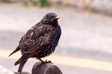 Starling