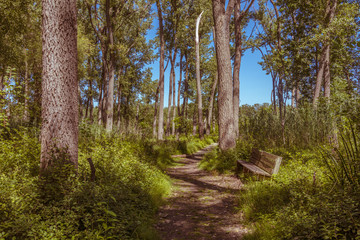 Pathway in State Park Woods / Waterfront with Bench