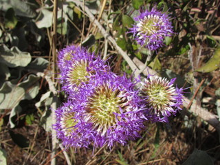 Flor púrpura do cerrado