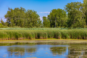 Fototapeta na wymiar Marsh land along pond in state park