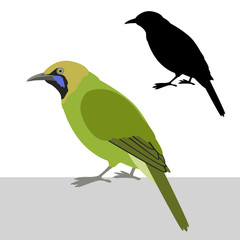 greater green leaf bird vector illustration flat style silhouette