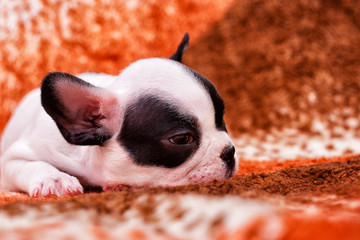 French bulldog puppy