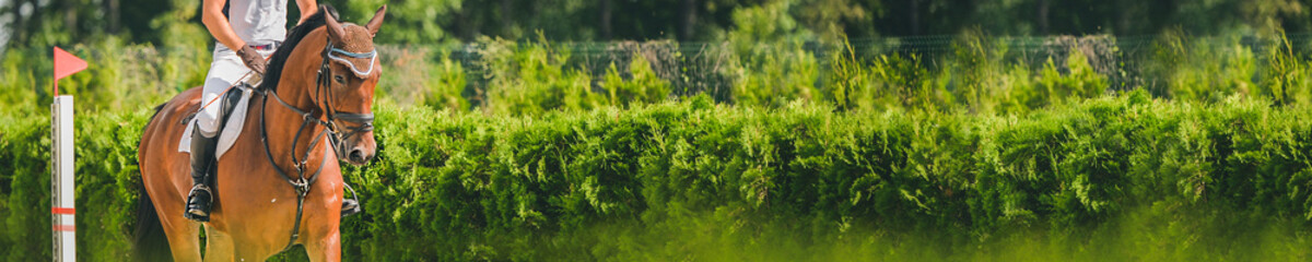 Horse horizontal banner for website header design. Dressage horse and rider in uniform during equestrian competition. Blur green trees as background. 