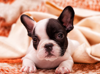 French bulldog puppy