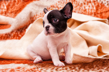 French bulldog puppy
