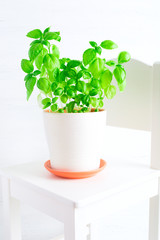 Fresh basil growing in a pot on the chair