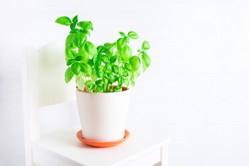 Ceramic pot with fresh green basil on white chair