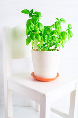 White chair with ceramic pot with fresh green basil