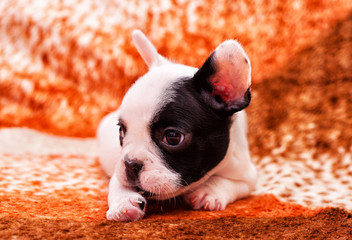 French bulldog puppy