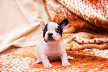 French bulldog puppy