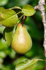 Poire murissant sur branche de poirier