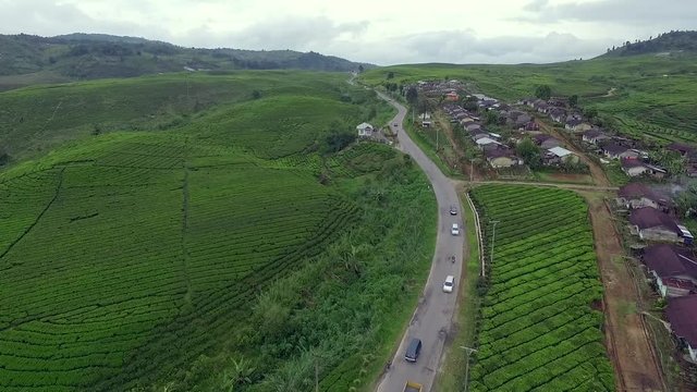This Tea Farm is located in Alahan Panjang, West Sumatera, Indonesia