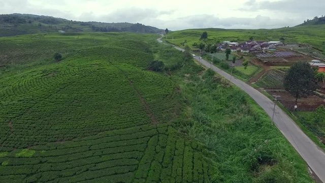 This Tea Farm is located in Alahan Panjang, West Sumatera, Indonesia