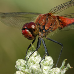 Ruddy darter (Sympetrum sanguineum)