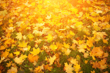 Fallen autumn leaves on grass in sunny morning light toned