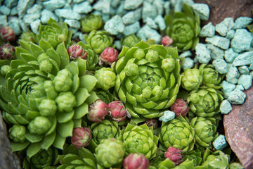 background nature. Natural background Cactus succulent plant