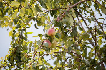 Ripe juicy pears at the pear tree