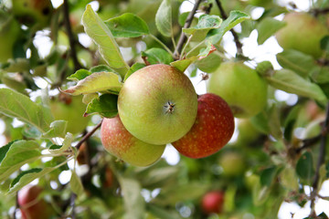 Ripe juicy apples on the apple tree