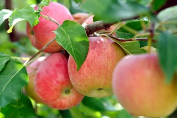 Fotobehang close-up of red apples on apple tree branch © beerfan