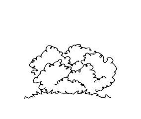 Hand drawn architect shrub, vector sketch, architectural illustration