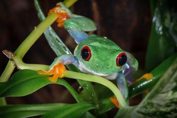 Red eyed tree frog climbs between plants
