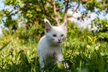 A small white kitten plays in the green grass.