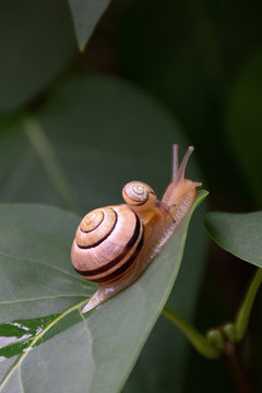 Little Snail