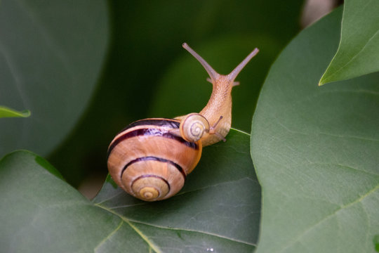 Little Snail