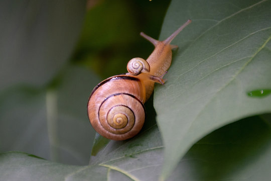 Little Snail