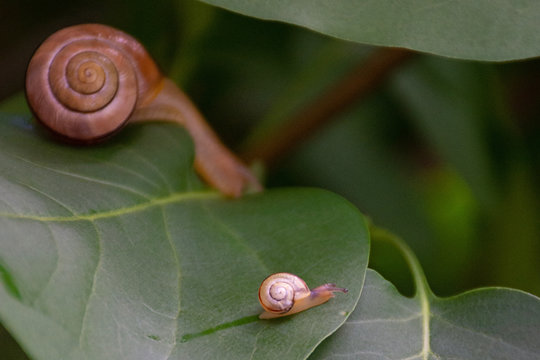 Little Snail