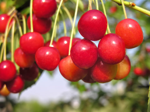 close-up of ripening sweet cherries on a tree branch