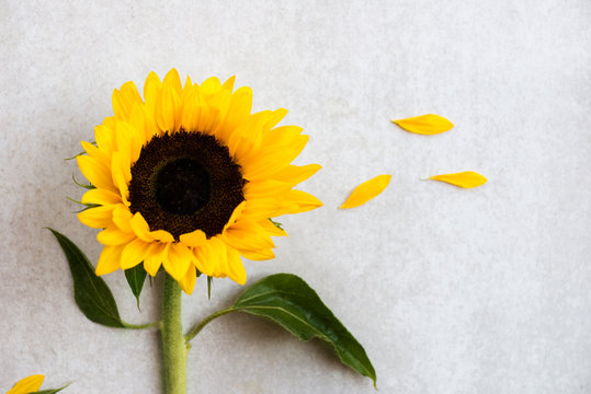 Fototapeta Yellow Sunflower Bouquet on Grey Background, Autumn Concept