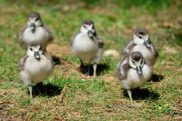 Egyptian goslings  (alopochen aegyptiaca) running across the grass © tom