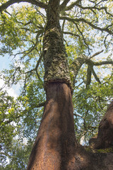 Fototapeta premium Cork oak