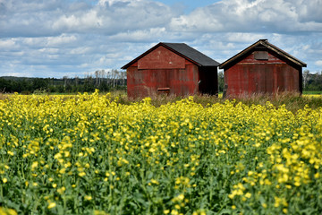 Two Old Red Granaries