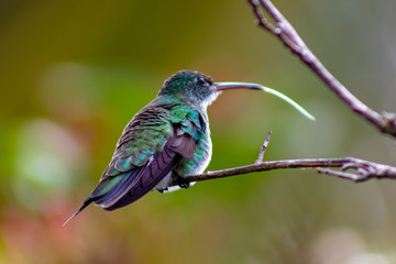 Fototapeta premium Hummingbird bird from tropic forest in Brazil